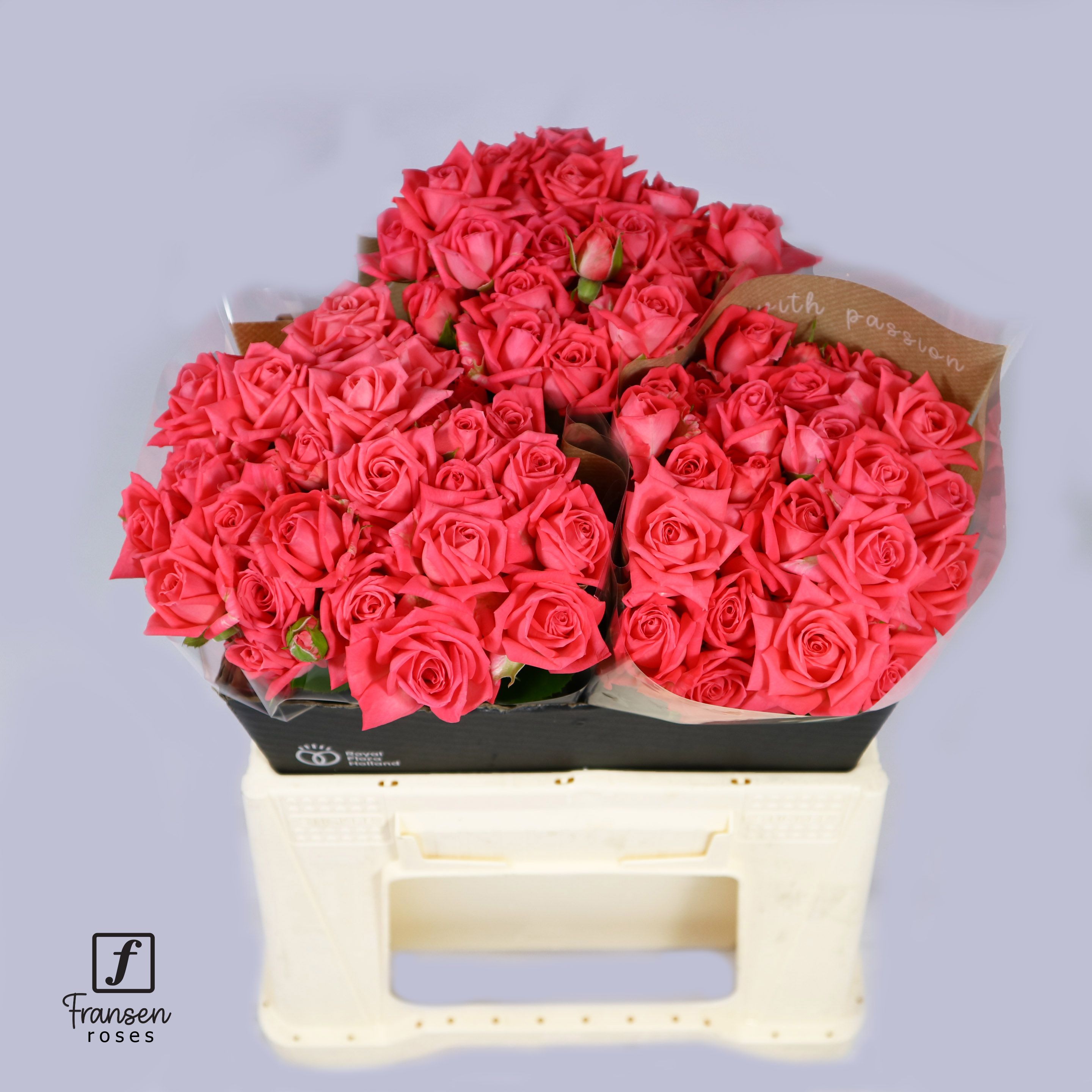 Rosa spray Barbados R TR BARBADOS | Roses | Rozen