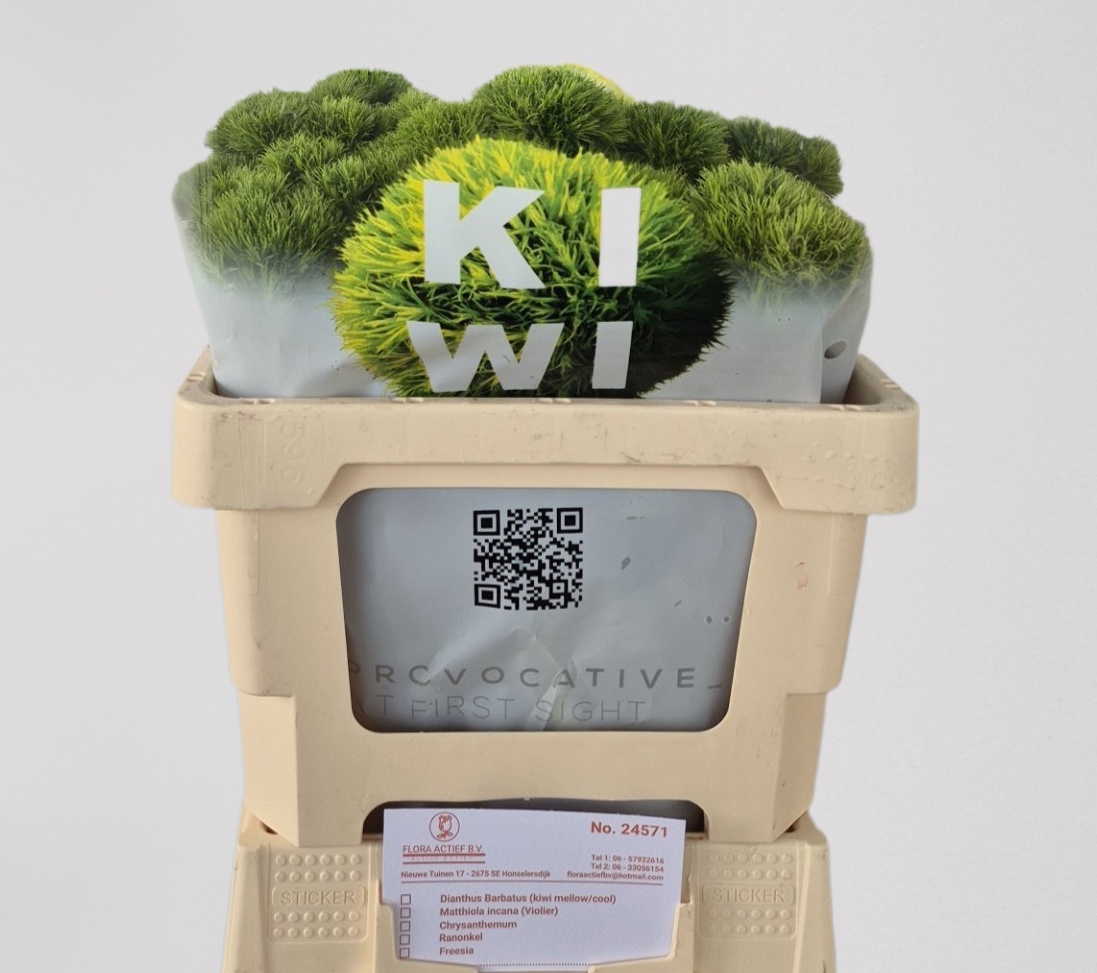 Di Barb Kiwi Mellow 50L.cm 99bloei