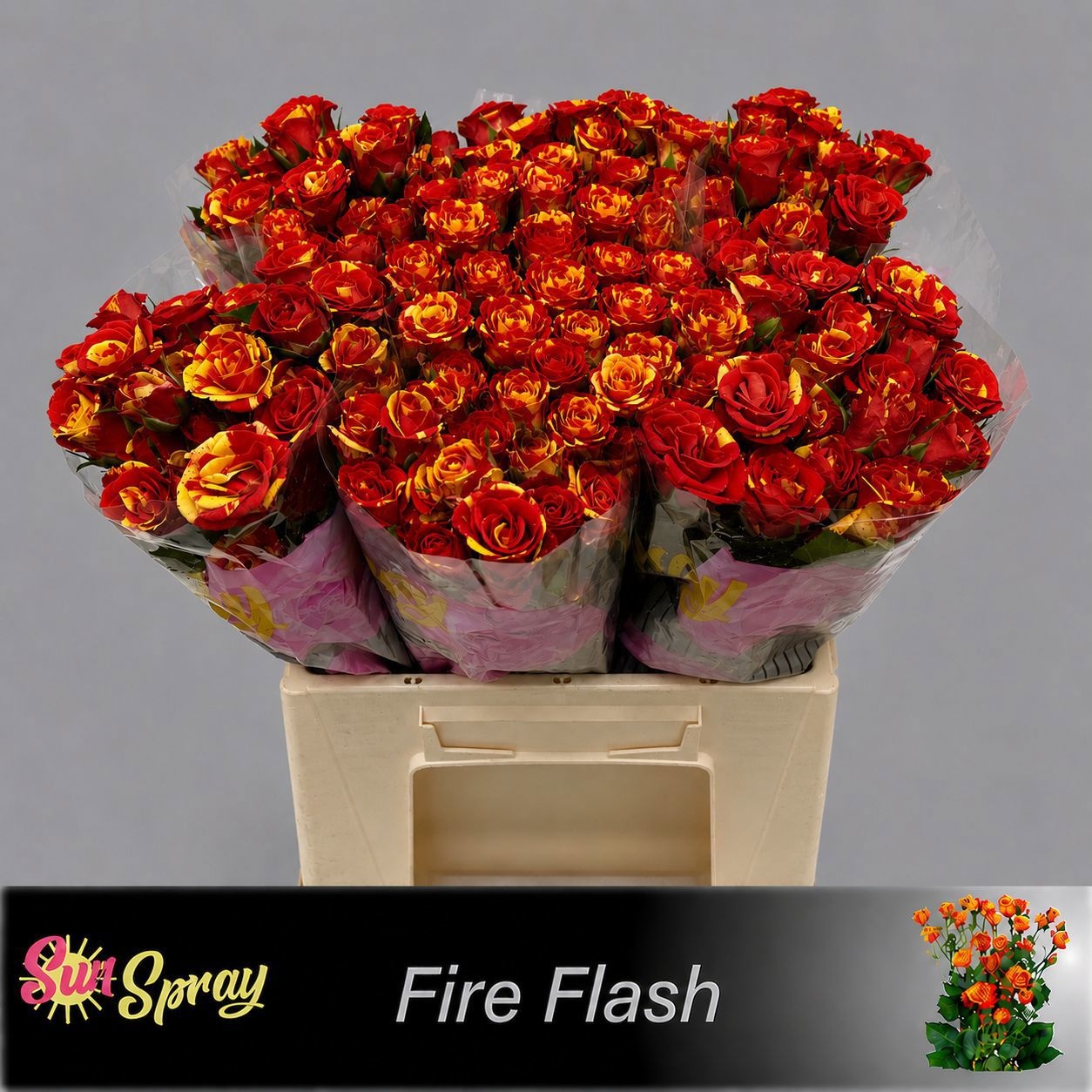 Rosa Spr Fire Flash 40cm