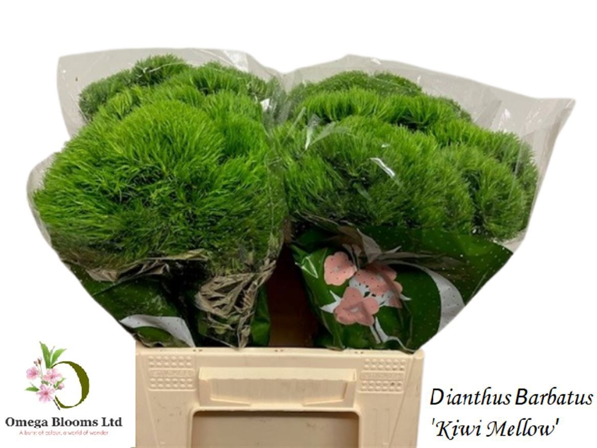 Dianthus Barb Kiwi Mellow 40cm