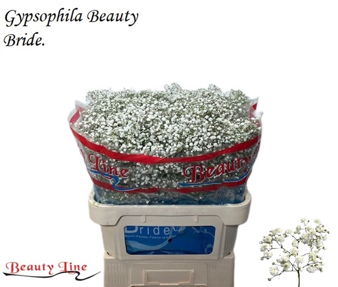 Gyps Pa Beauty Bride