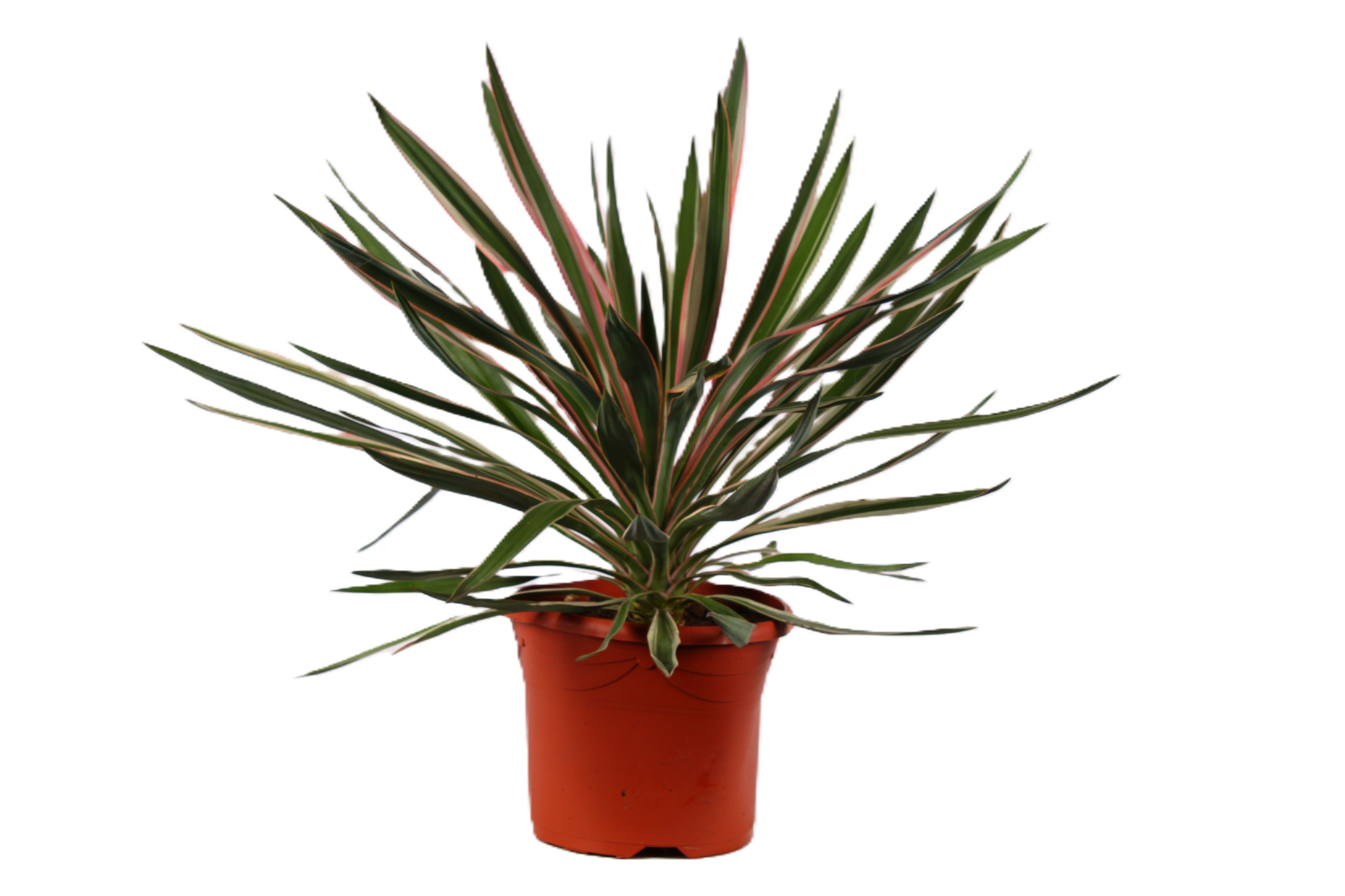 Picture of Yucca gloriosa Silver