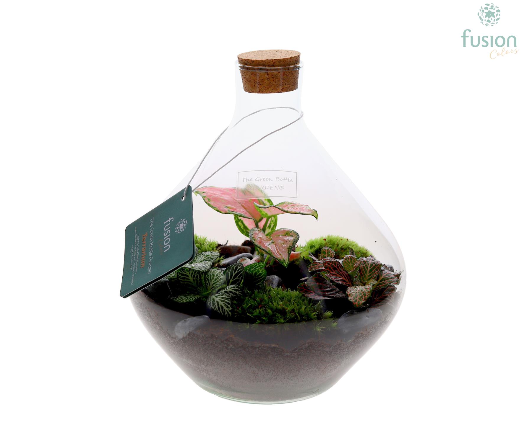 Terrarium con piante miste (vaso forma bottiglia)