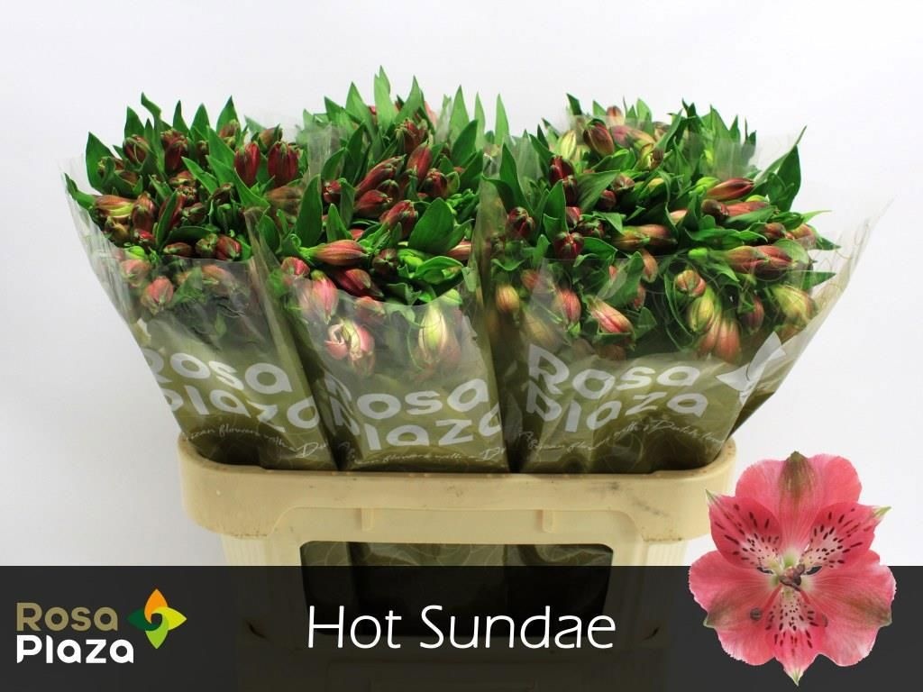 Alstr Hot Sundae