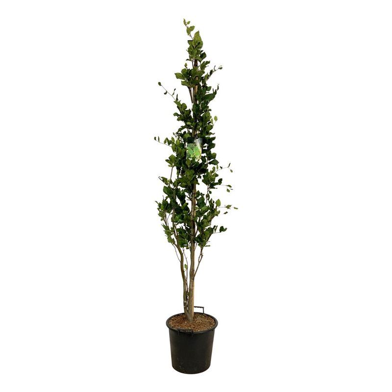 Fagus syl. 'Dawyck'