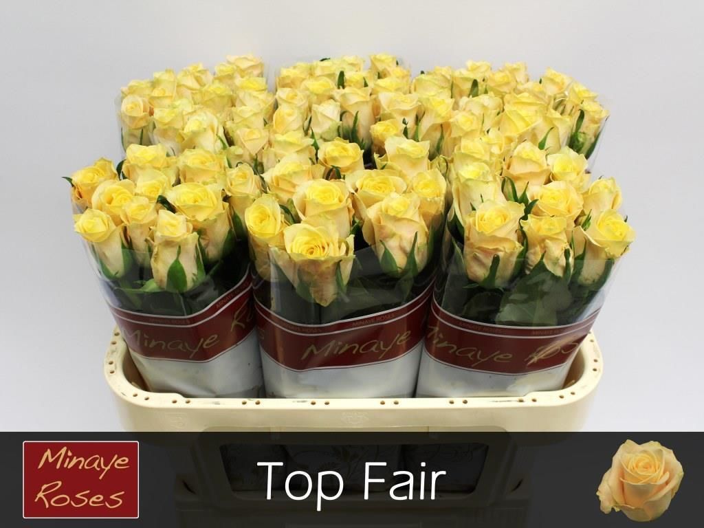 R Gr Top Fair!