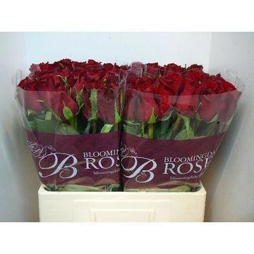 Rosa Ever Red 60cm
