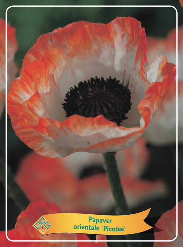 Picture of Papaver mix 6x10 srt. per shelve P11