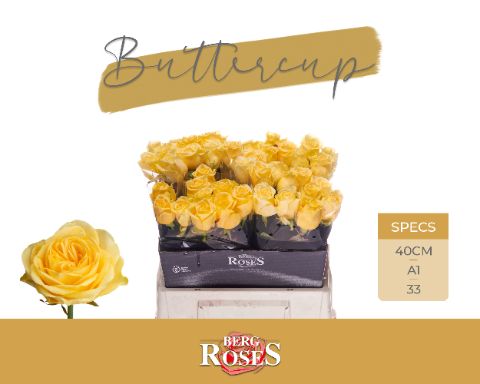 Rosa Buttercup 40cm
