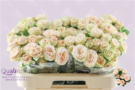 Rosa Spr Gen Trendsetter 60cm