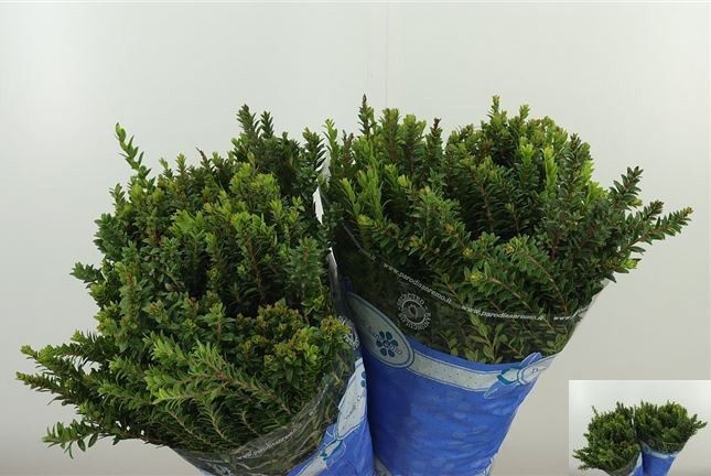 Myrtus Communis Pb 60cm 270gram