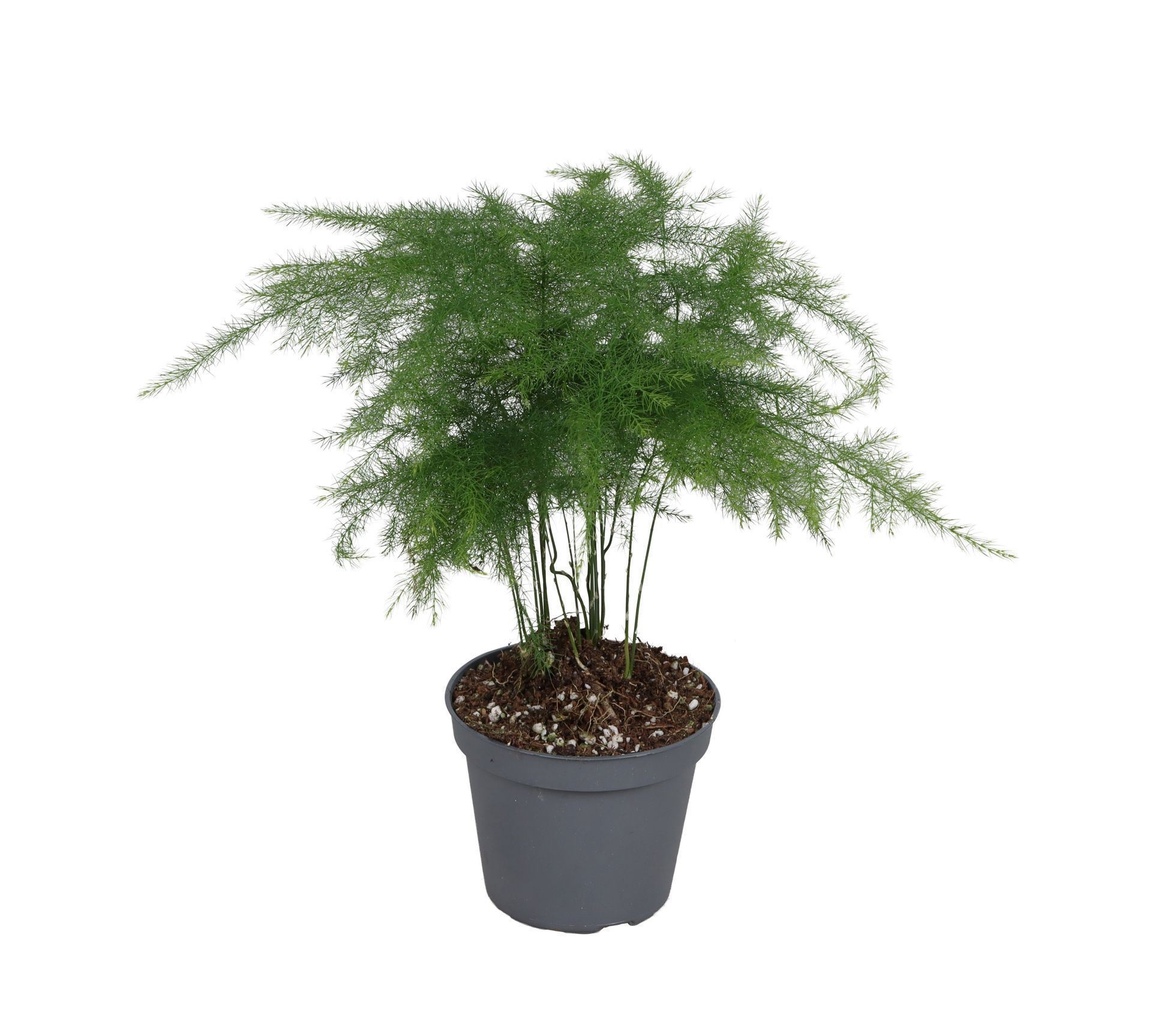 Asparagus Plumosus