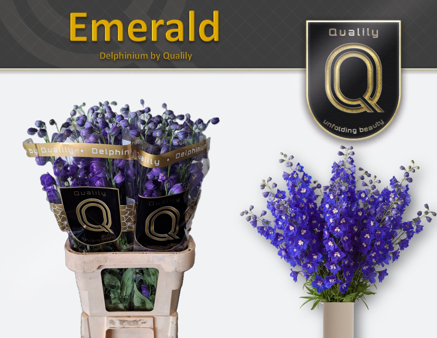 Delph Du Delp Emeral 90L.cm 23bloei