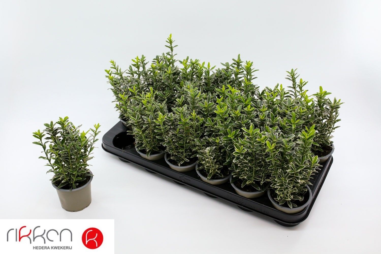 Euonymus Jap Micr.al 9Ø 20cm