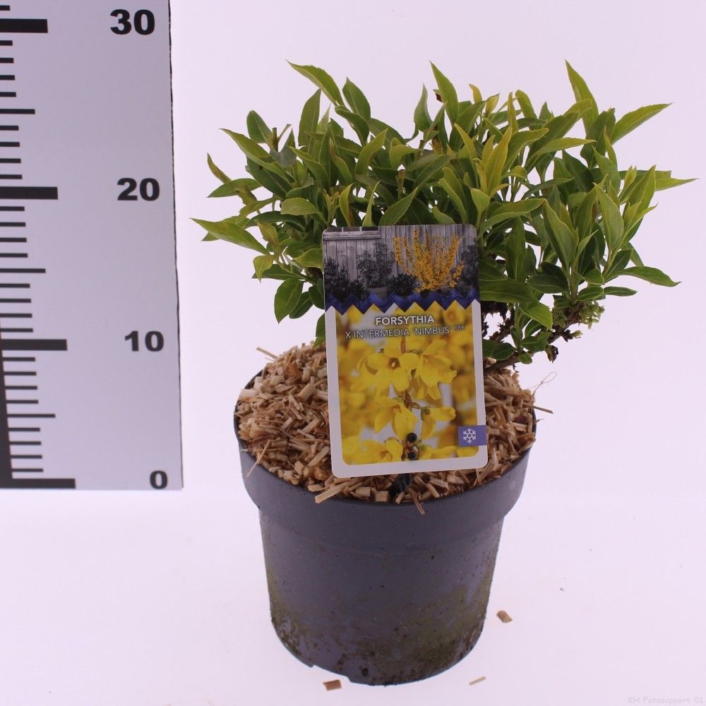 Picture of Forsythia x intermedia 'Nimbus'