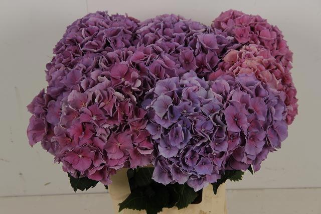 Hydrangea Cassanova 60cm 17Ø