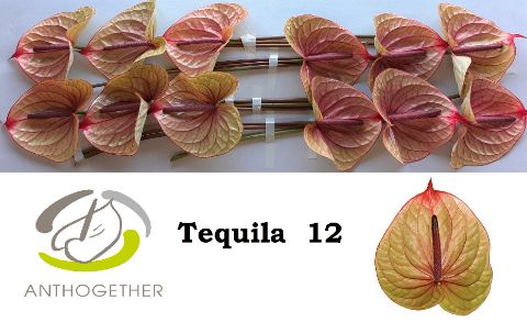 Anth A Tequila
