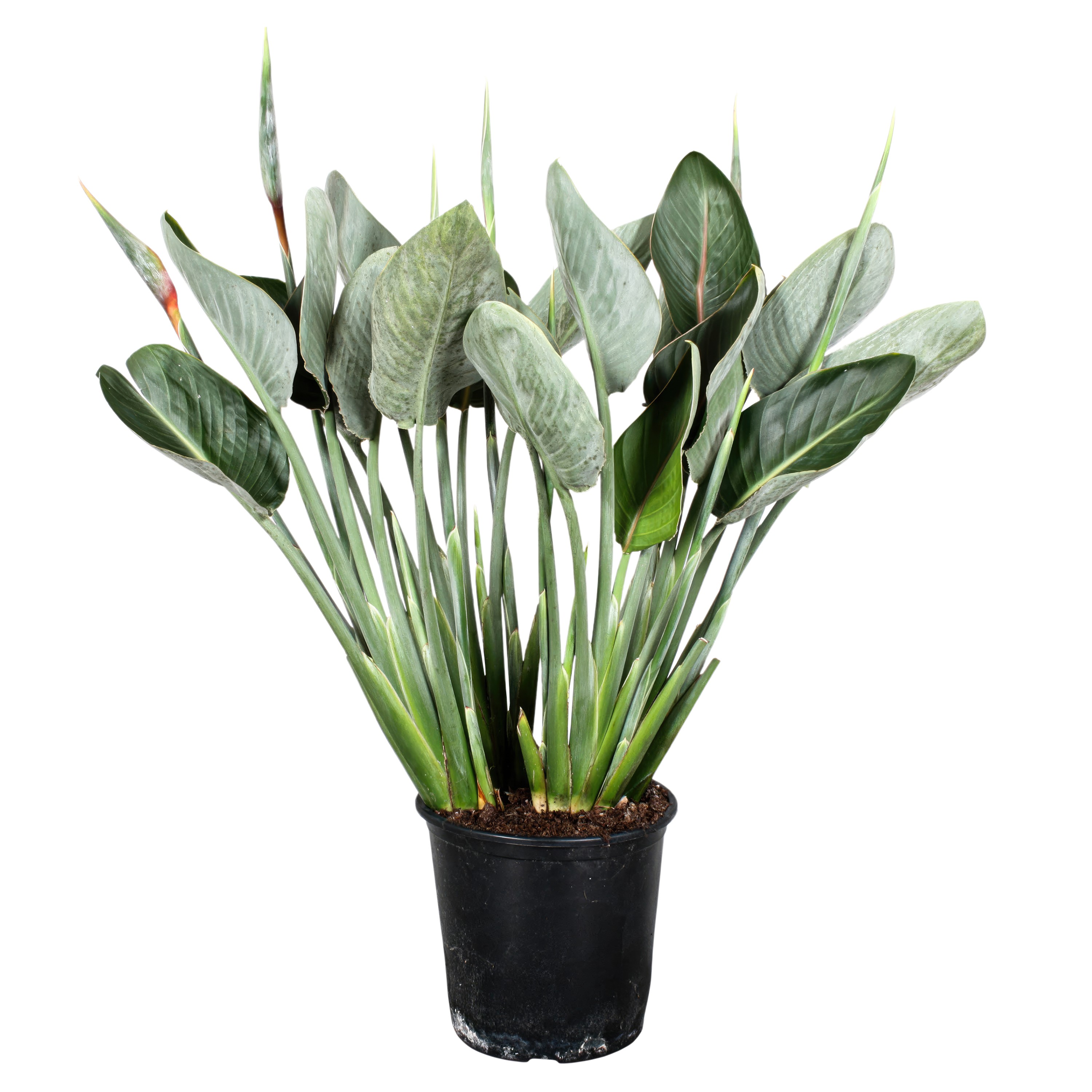 Picture of Strelitzia Reginae 3 Flowerbuds P27 80CM (LOOSE)