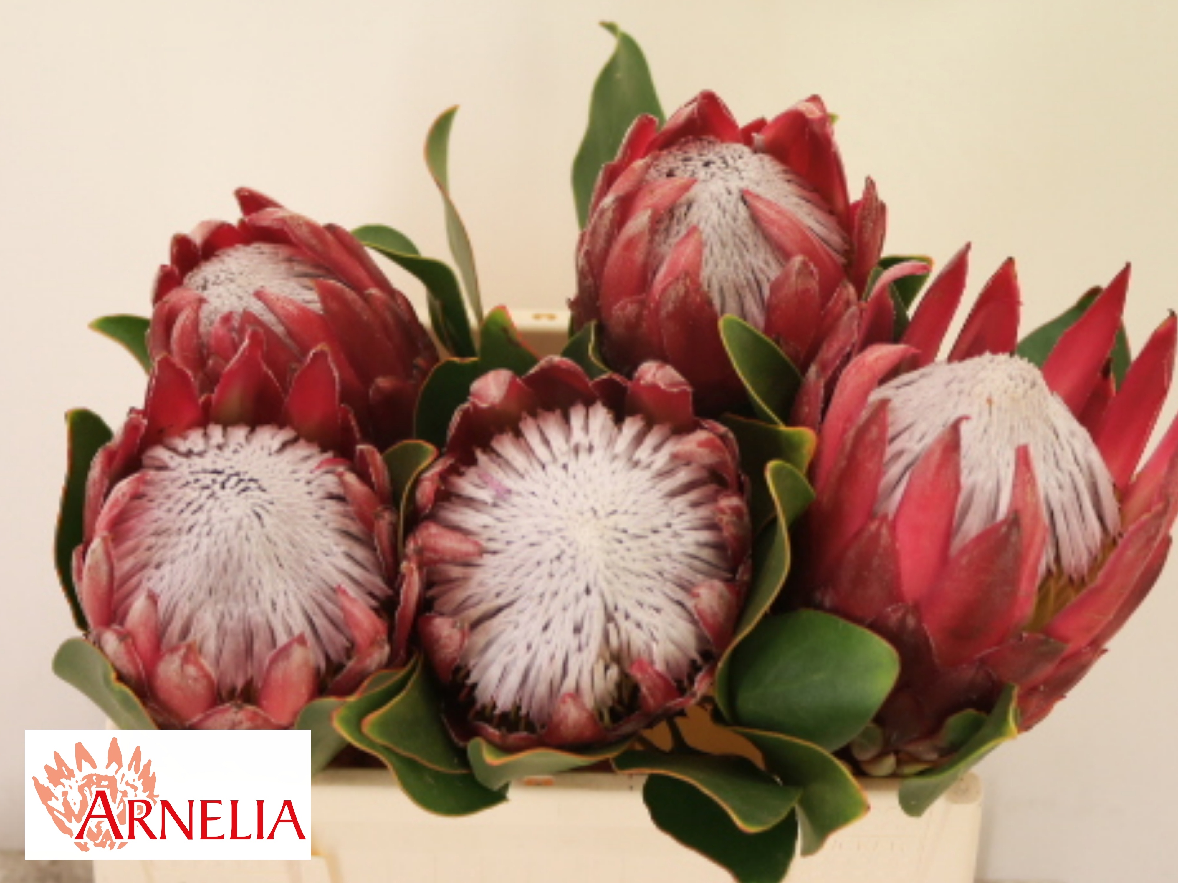 Protea Madiba 35cm