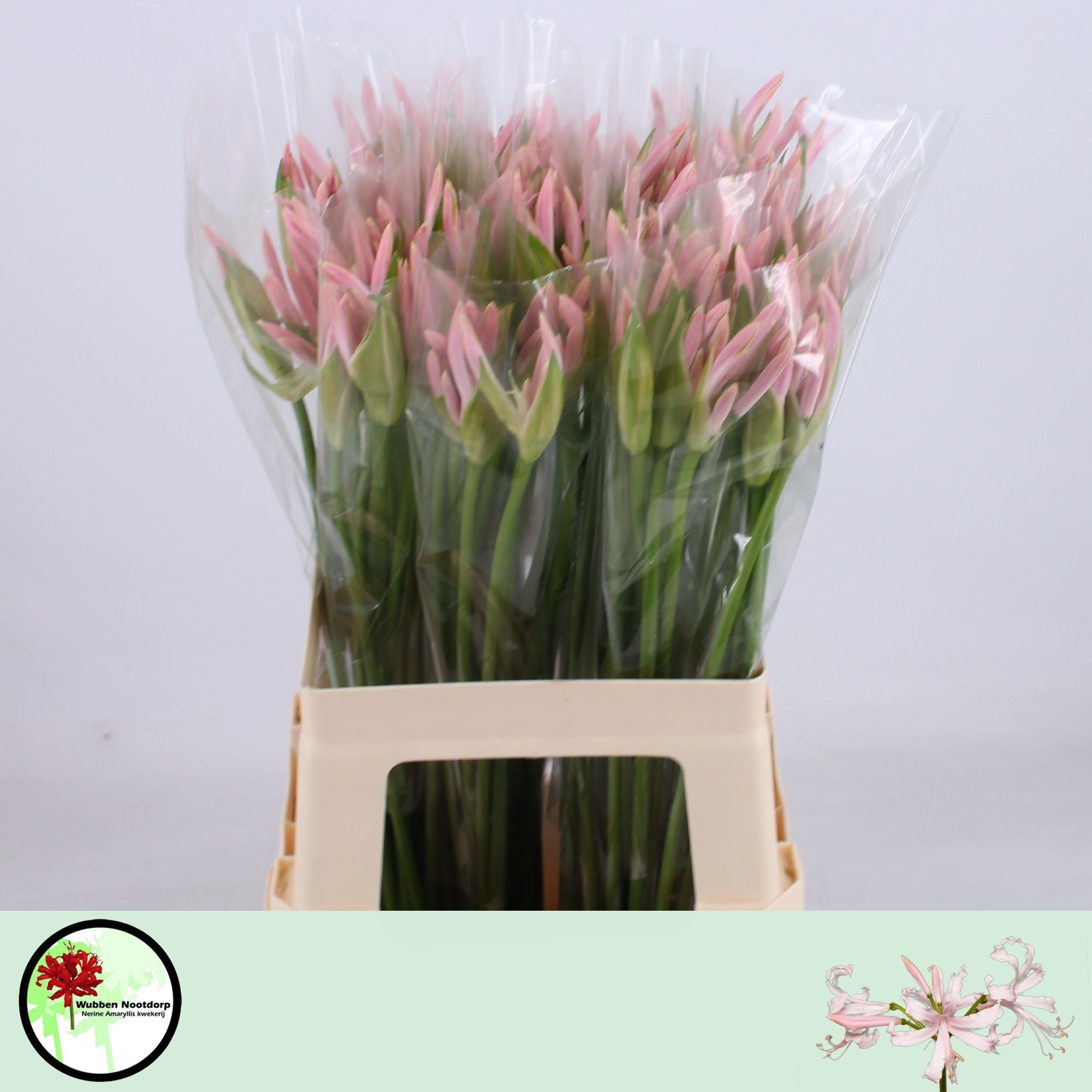 Nerine Sofie 60cm