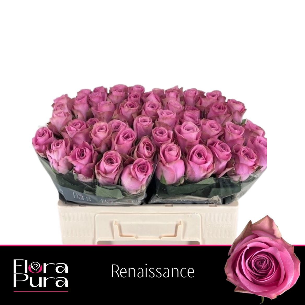R Gr Renaissance