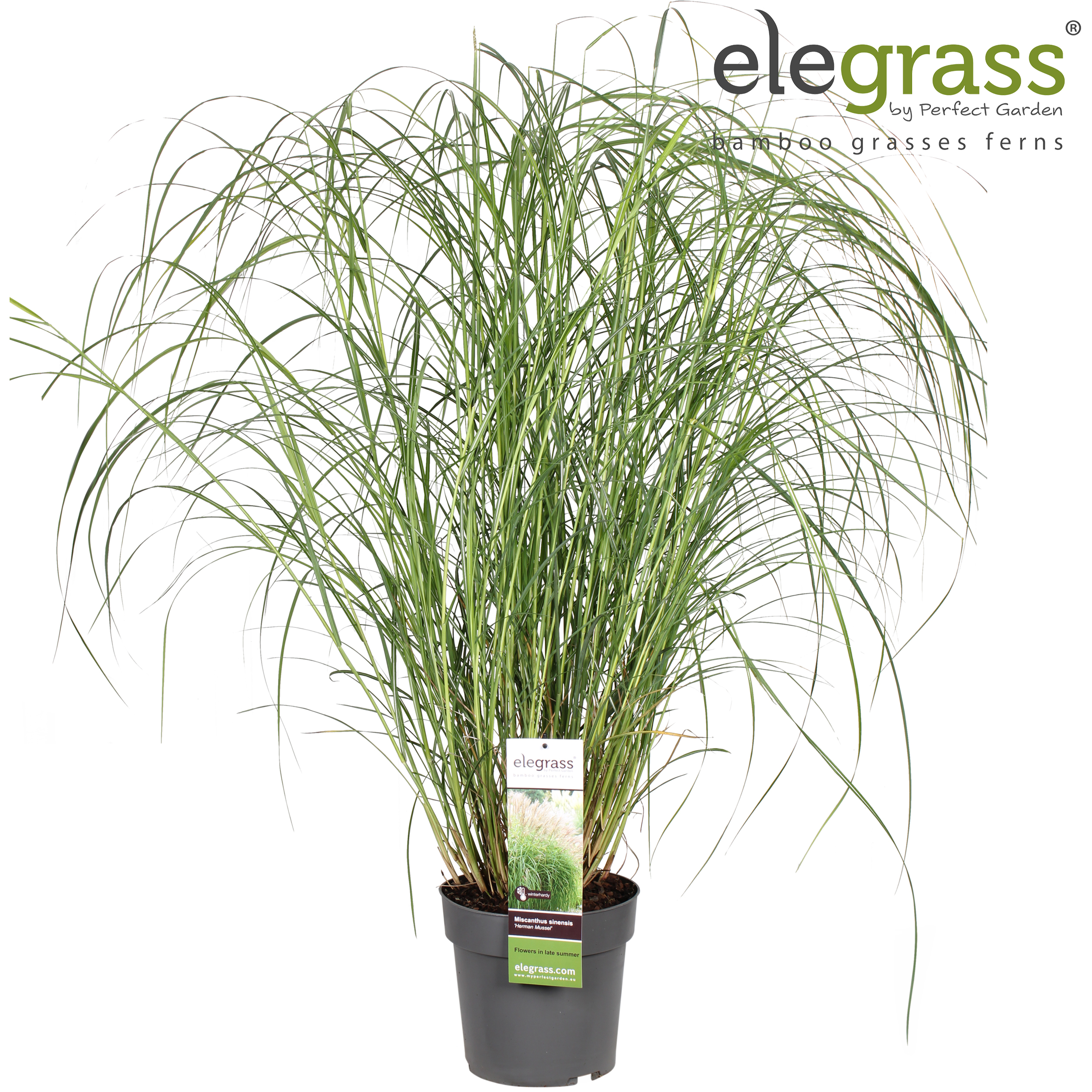 Picture of Miscanthus sinensis Herman Müssel P23 (5 Ltr)