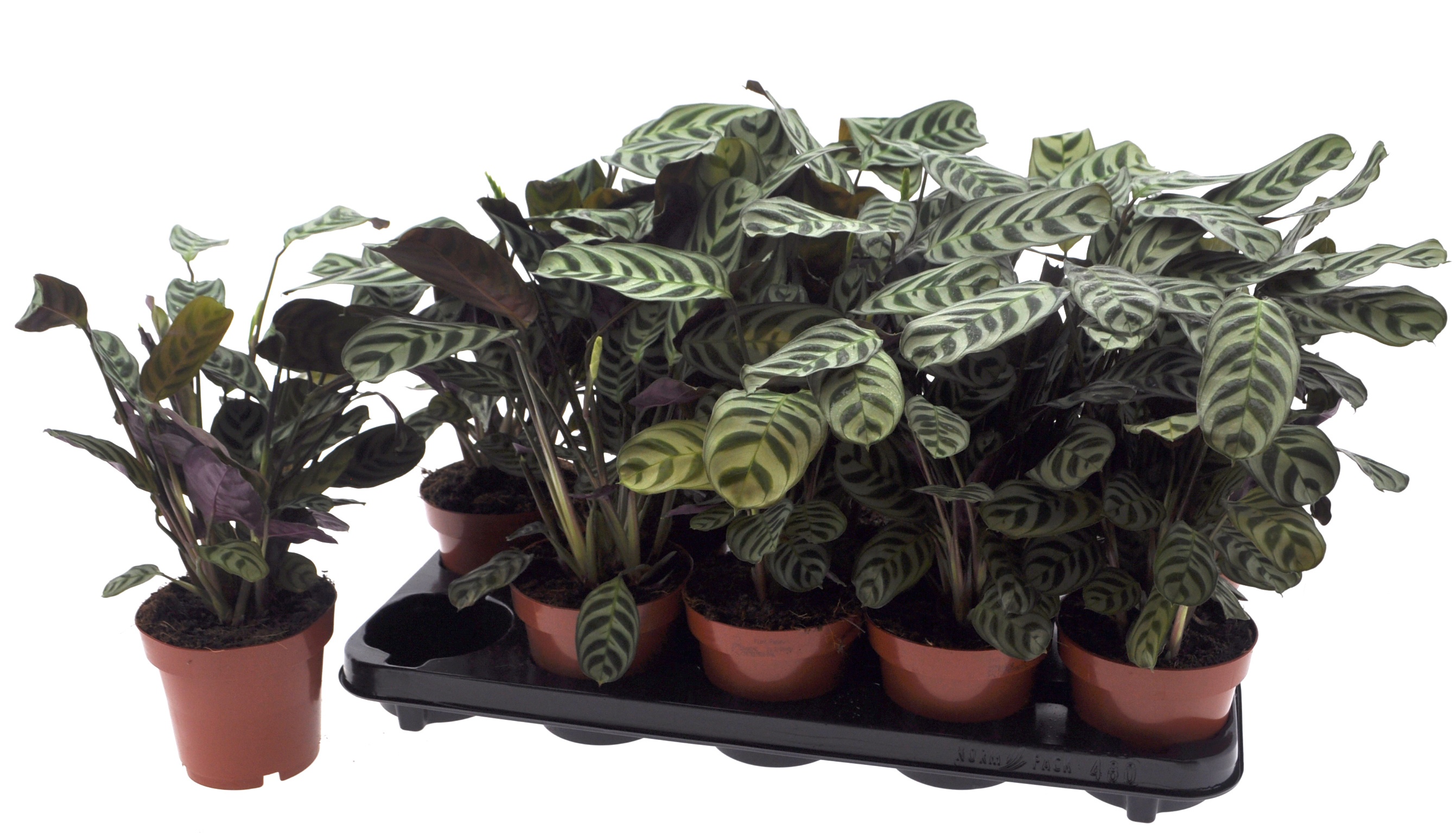 Ctenanthe Burle-marx 12Ø 30cm