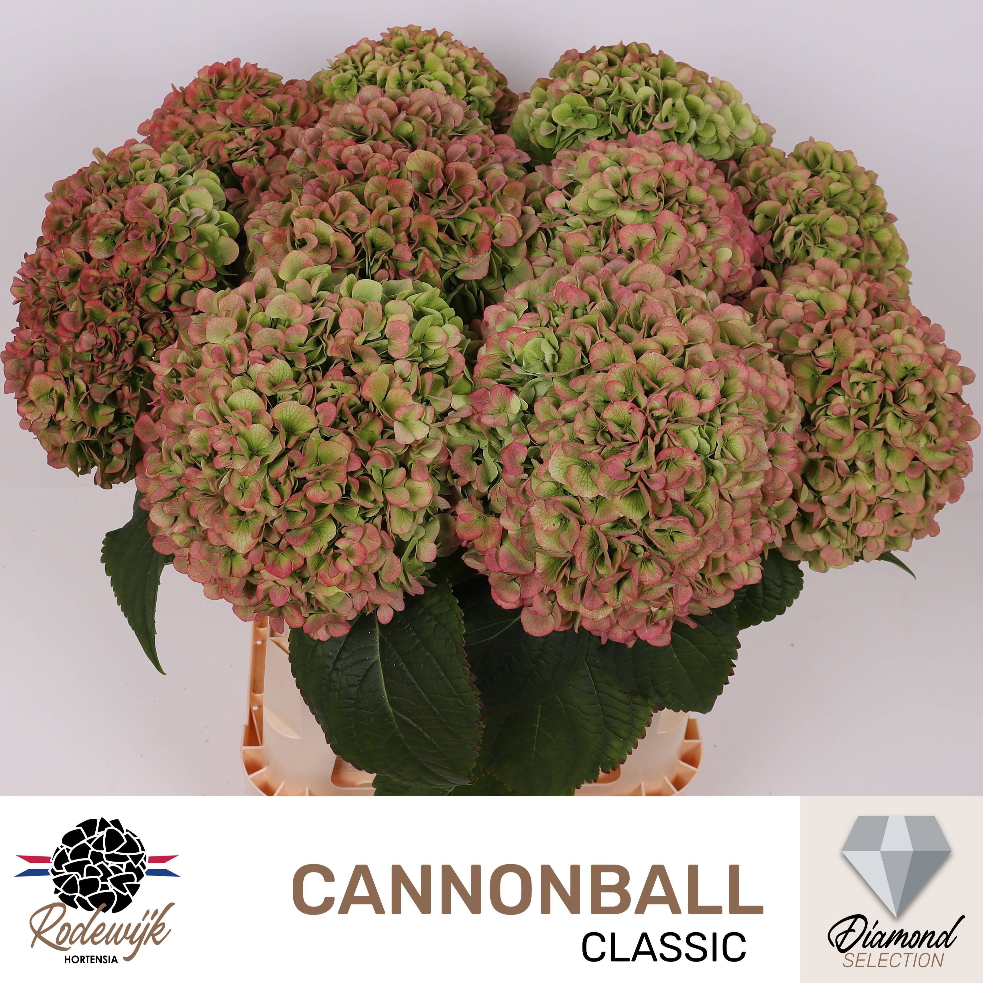 Hydrangea Cannonball Classic 60cm 22Ø