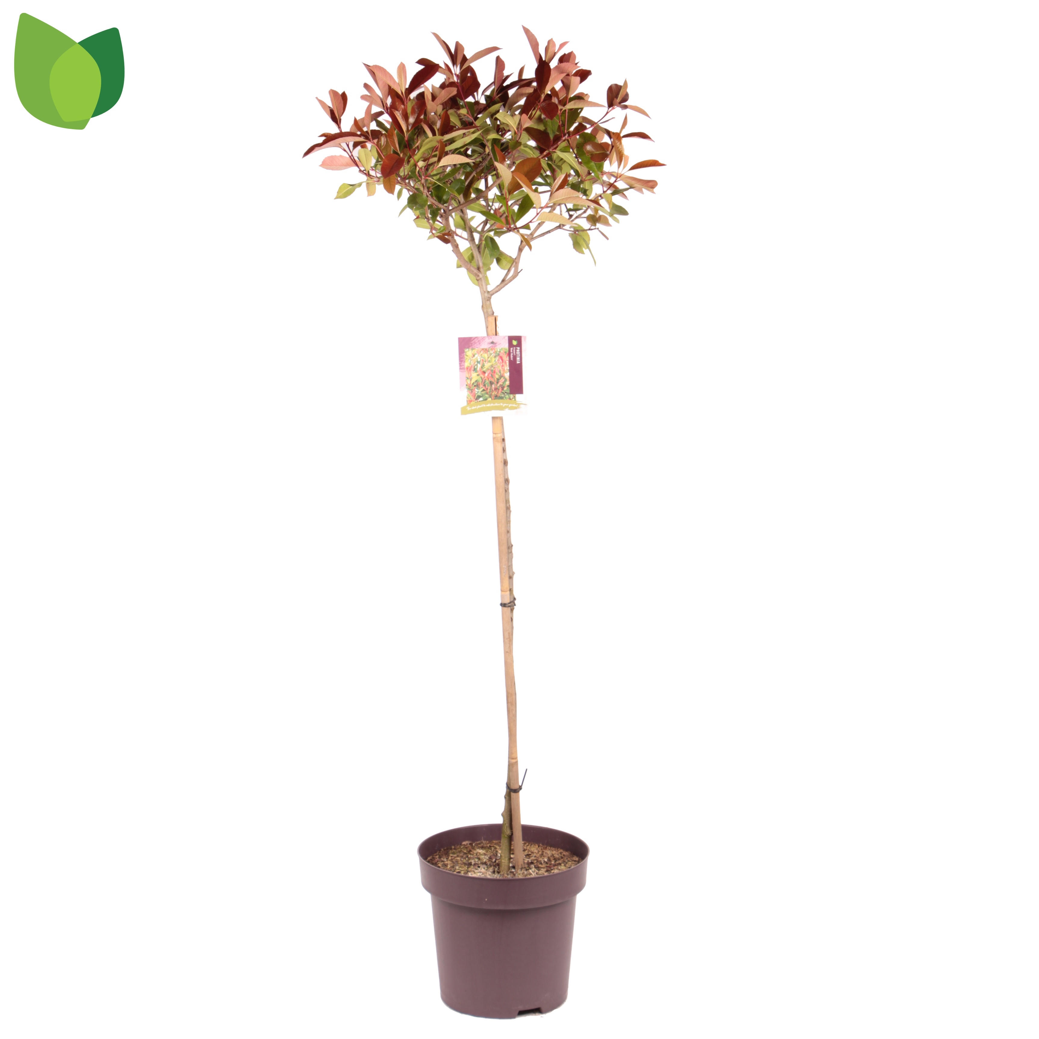 Picture of Photinia fraseri Red Robin C13 100/STD