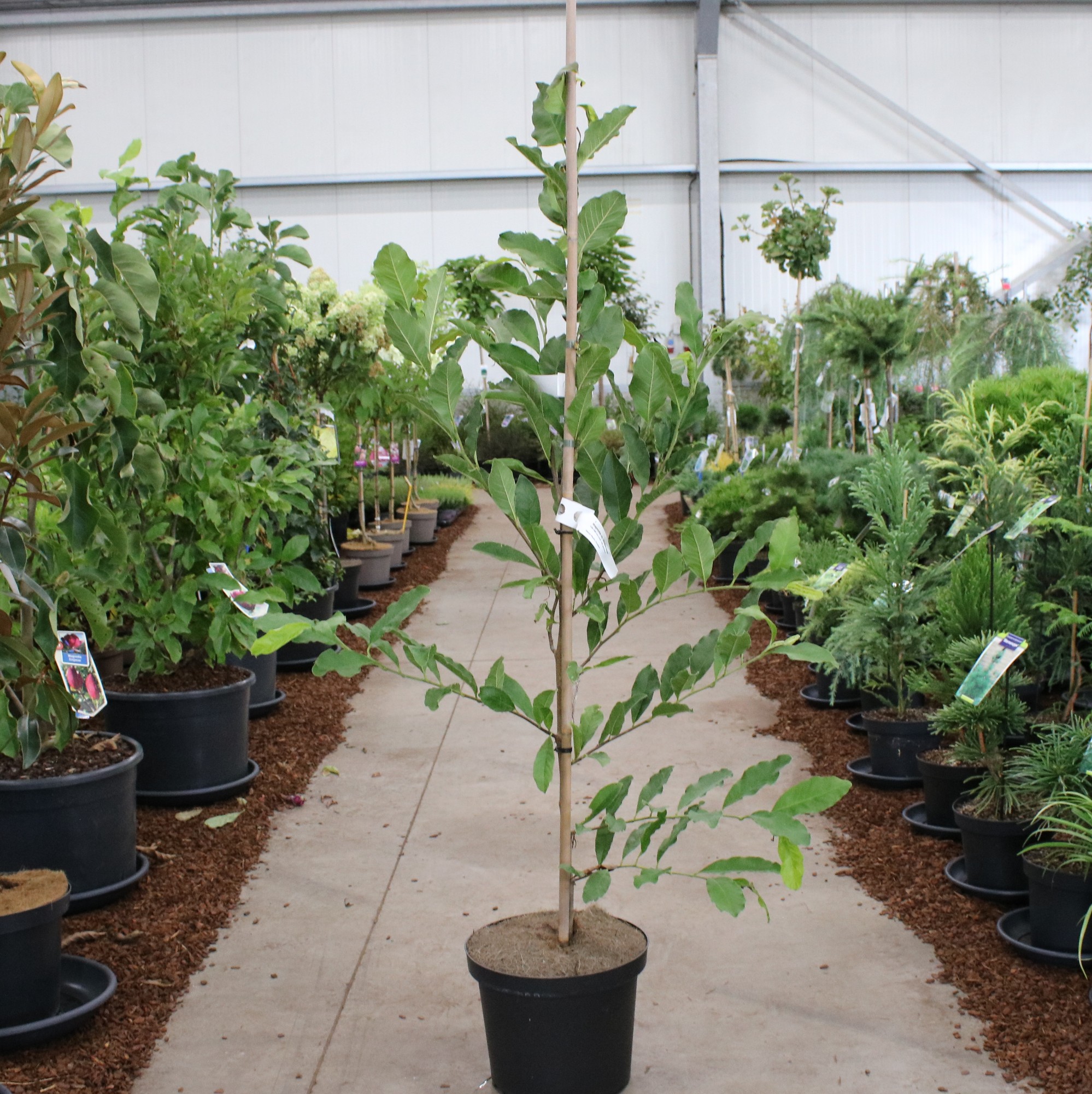 Picture of Magnolia stellata 'Royal Star' --geveerd