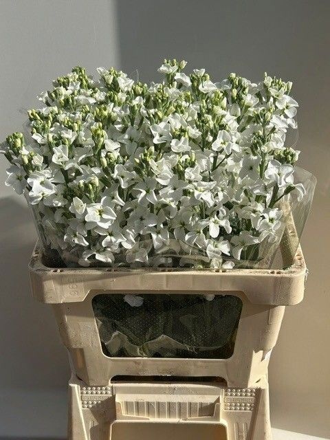 Matthiola 60cm