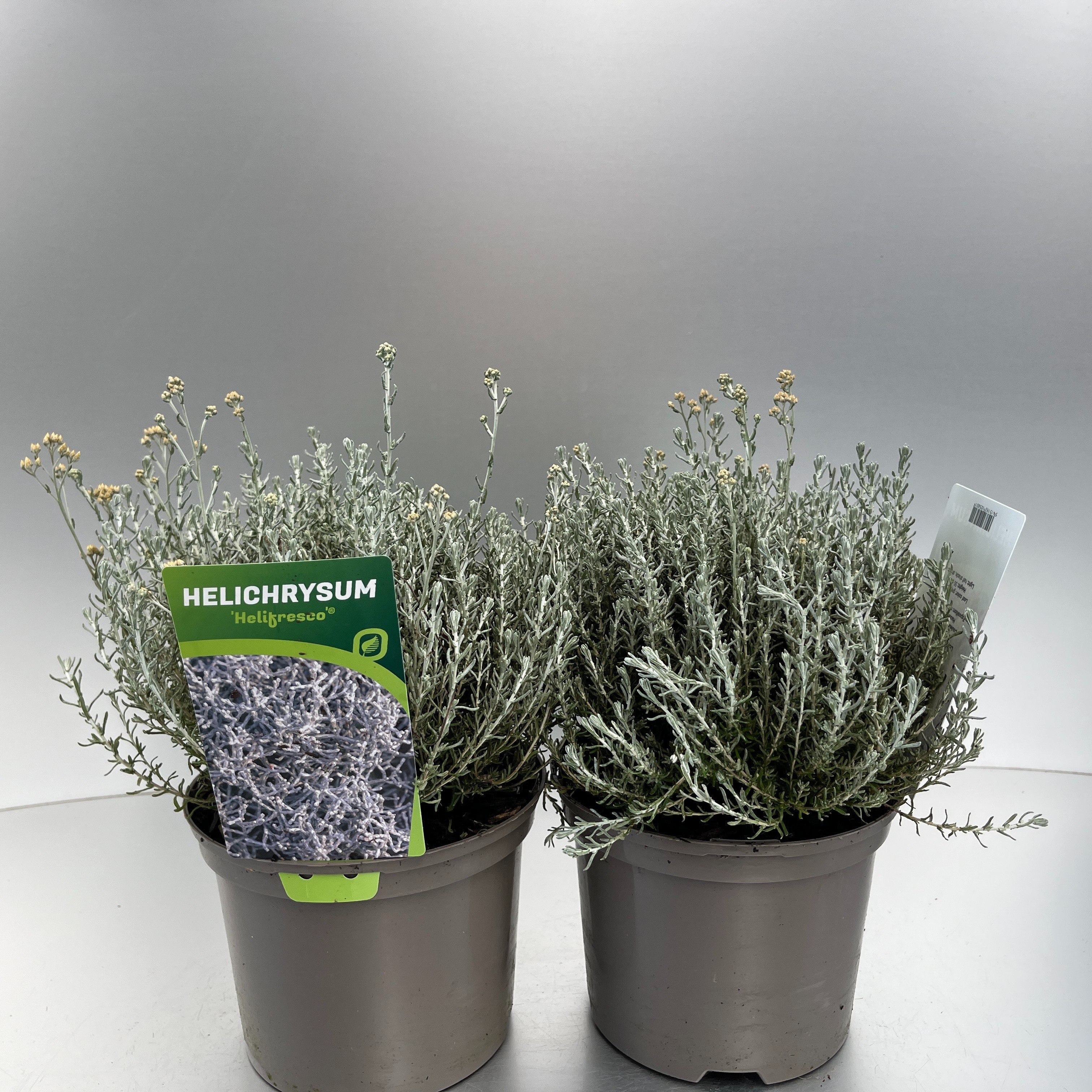 Picture of Helichrysum Helifresco P17 (2 Ltr)