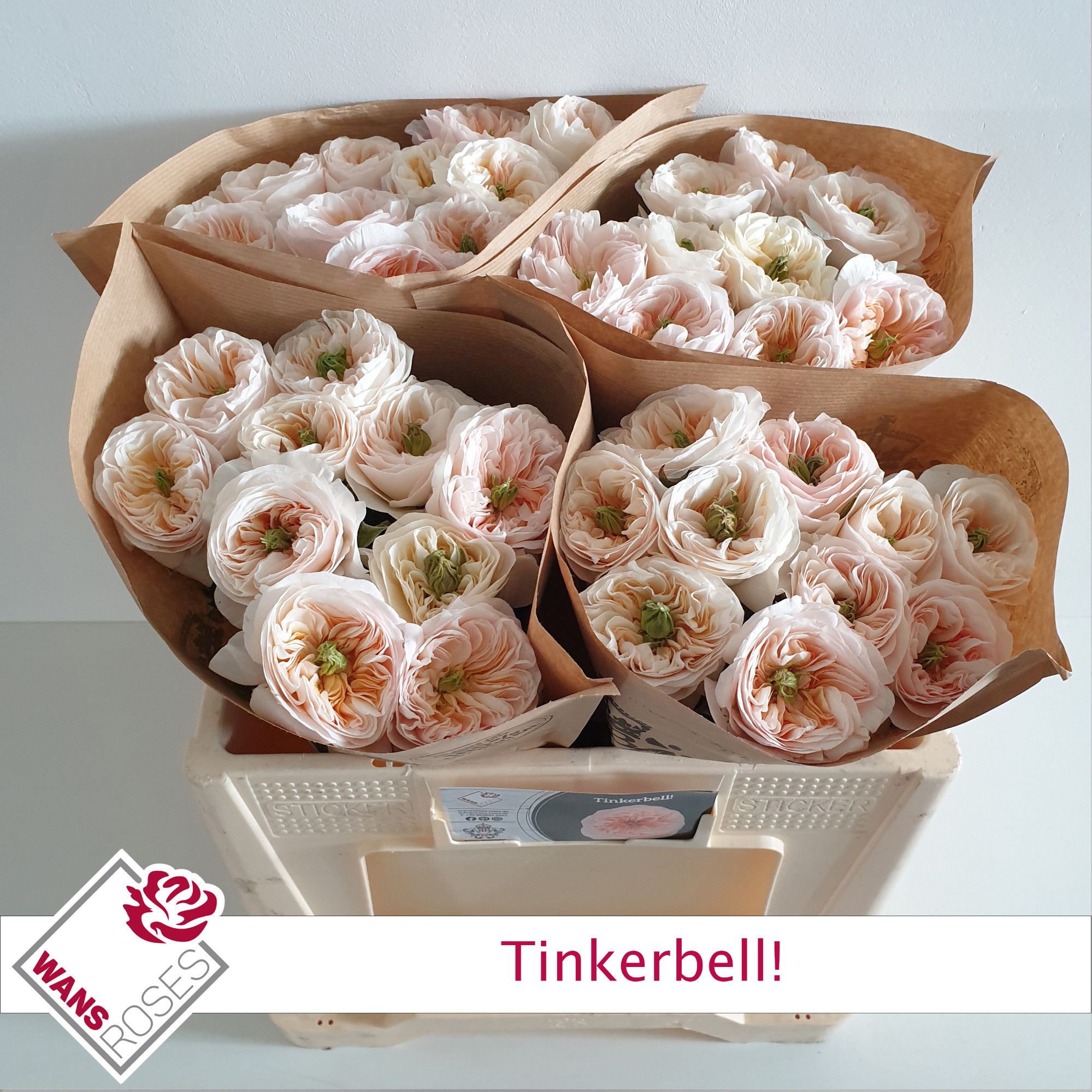 Rosa Garden Tinkerbell! 50cm