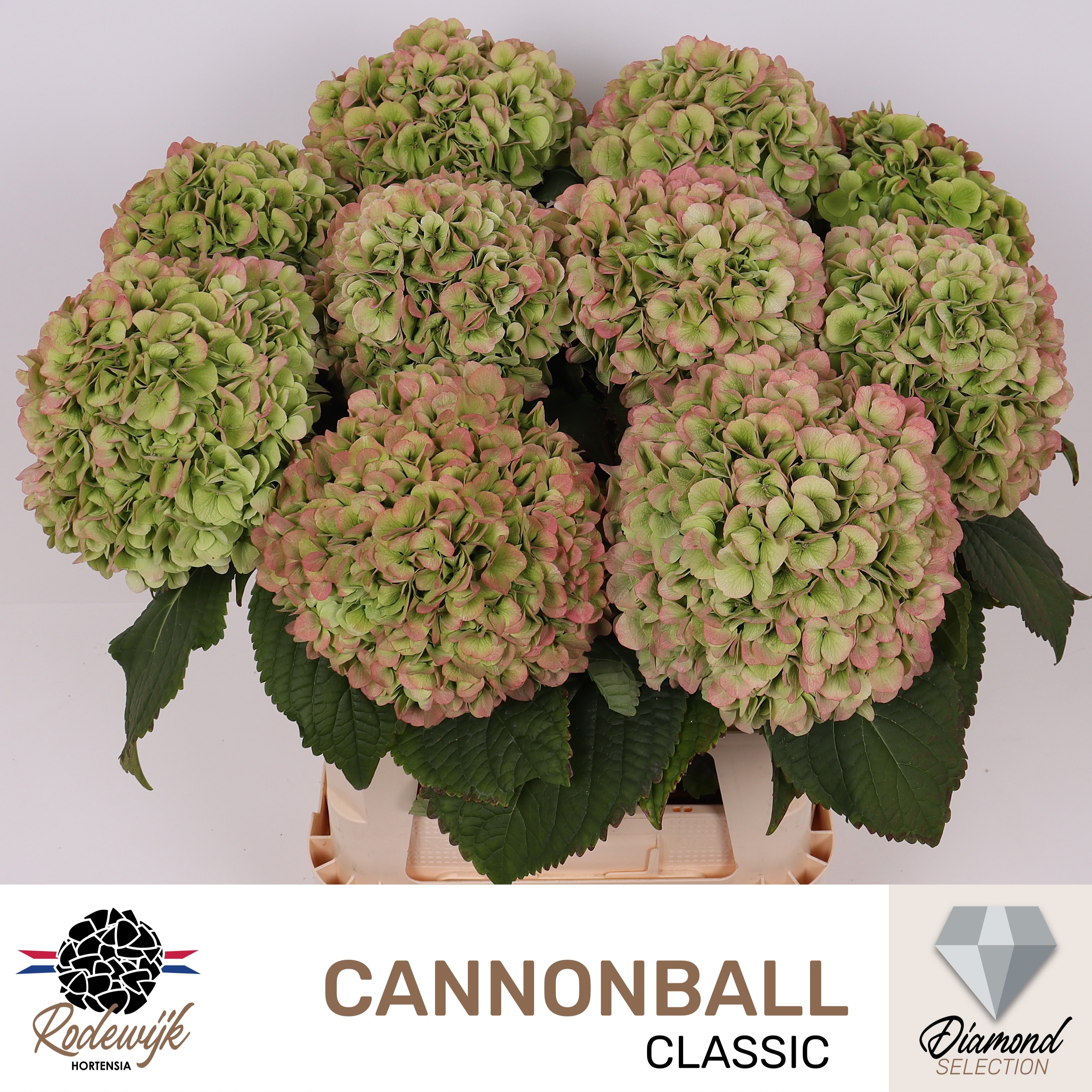 Hydrangea Cannonball Classic 60cm 22Ø