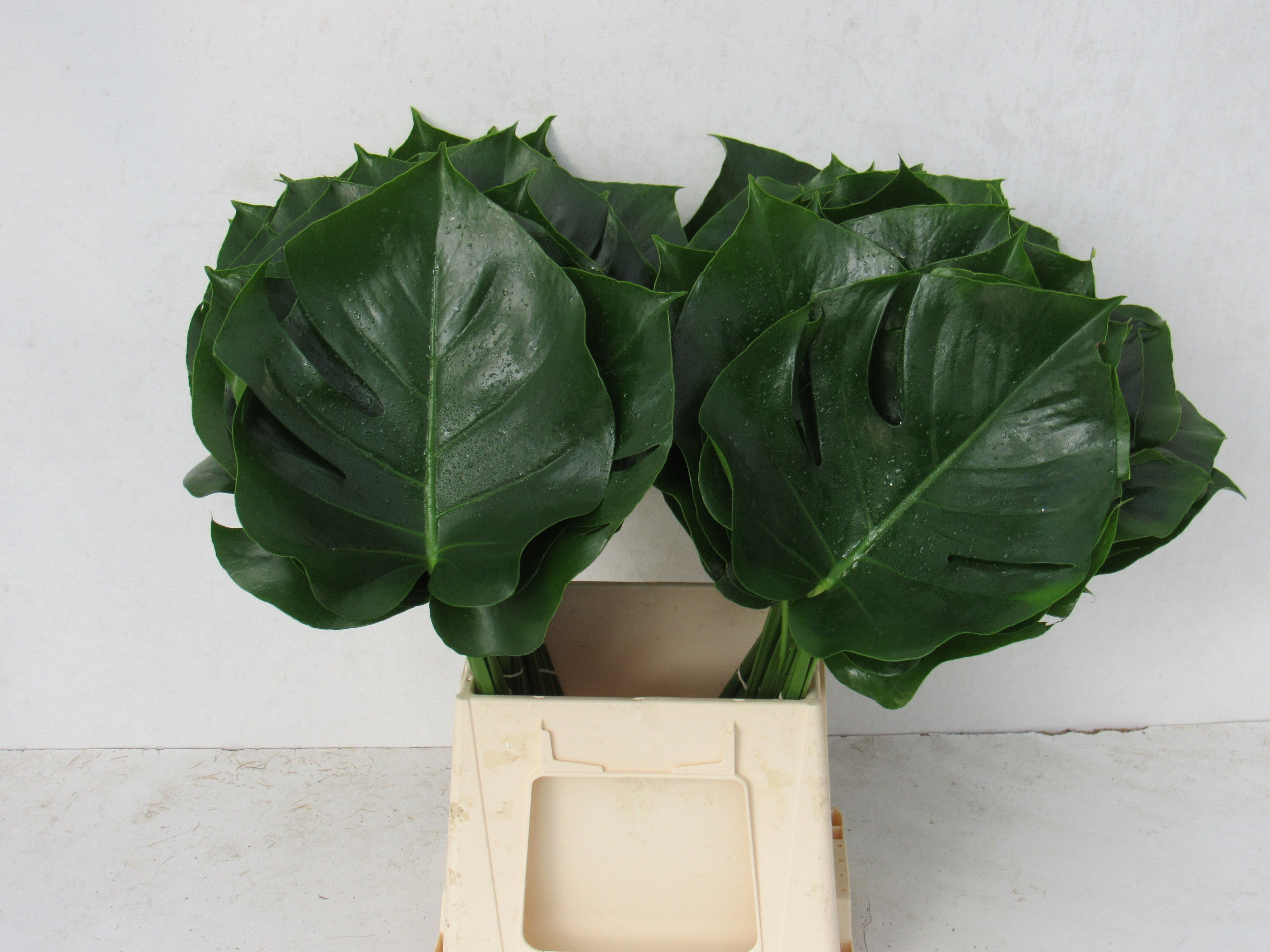 Monstera Blad