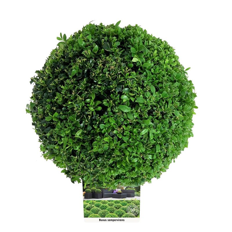 Picture of Buxus sempervirens