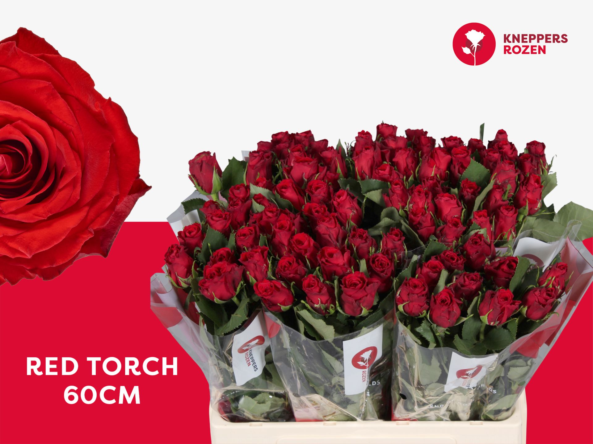 Rosa Red Torch 60cm