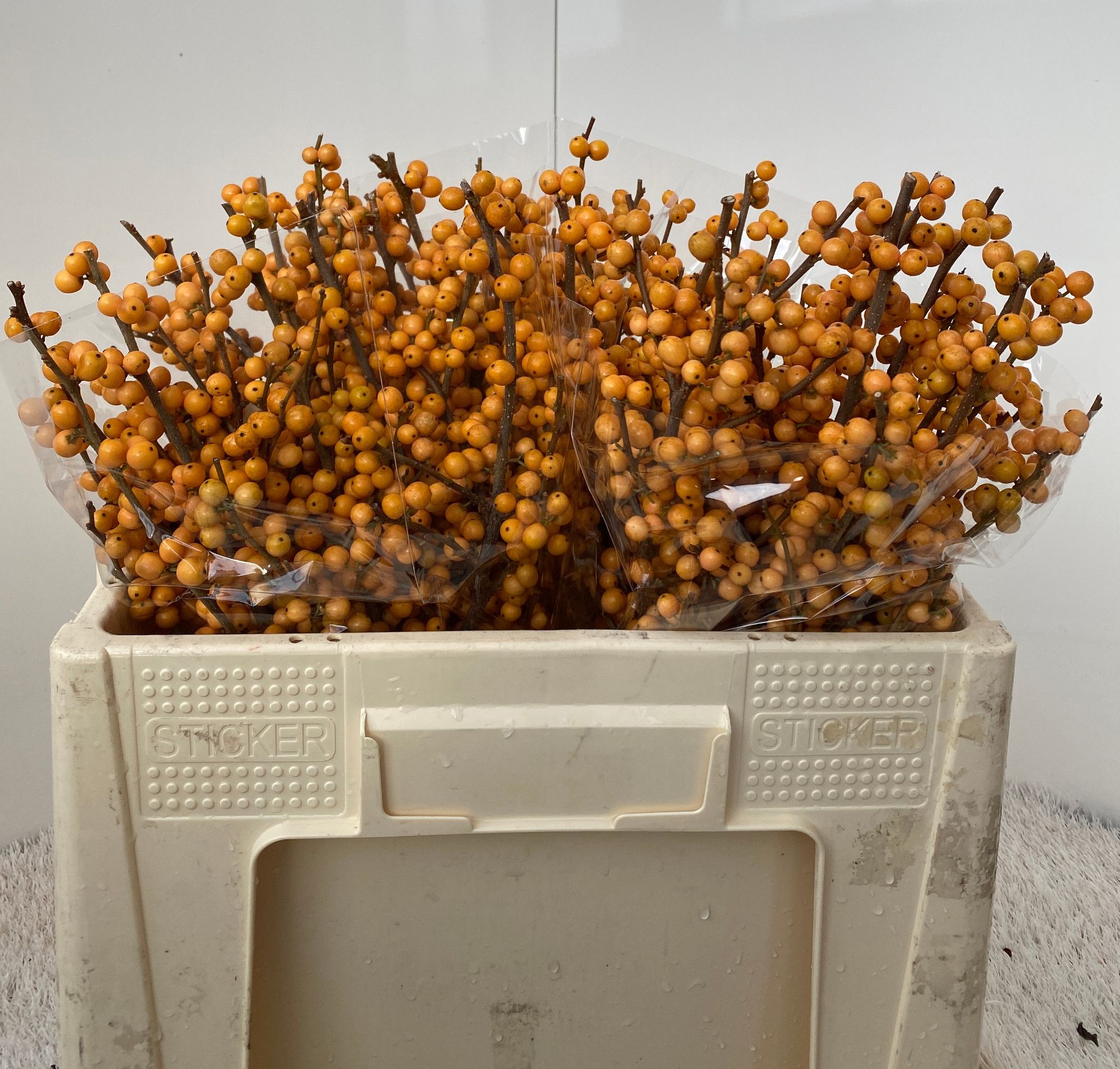 Ilex Golden Verboom 50cm
