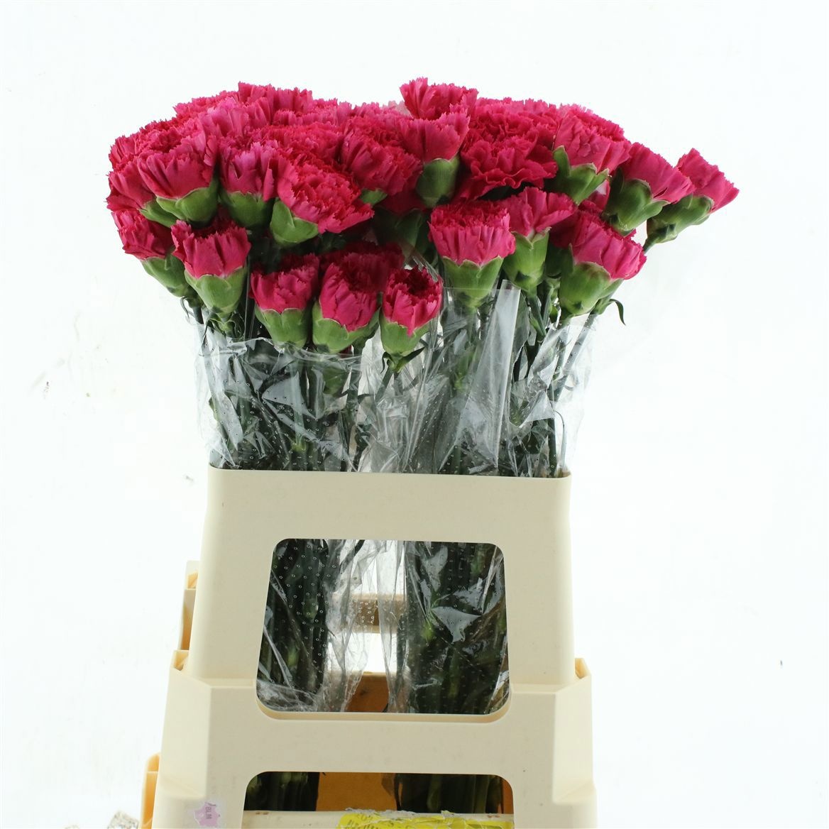 Dianthus St Bizet 60cm