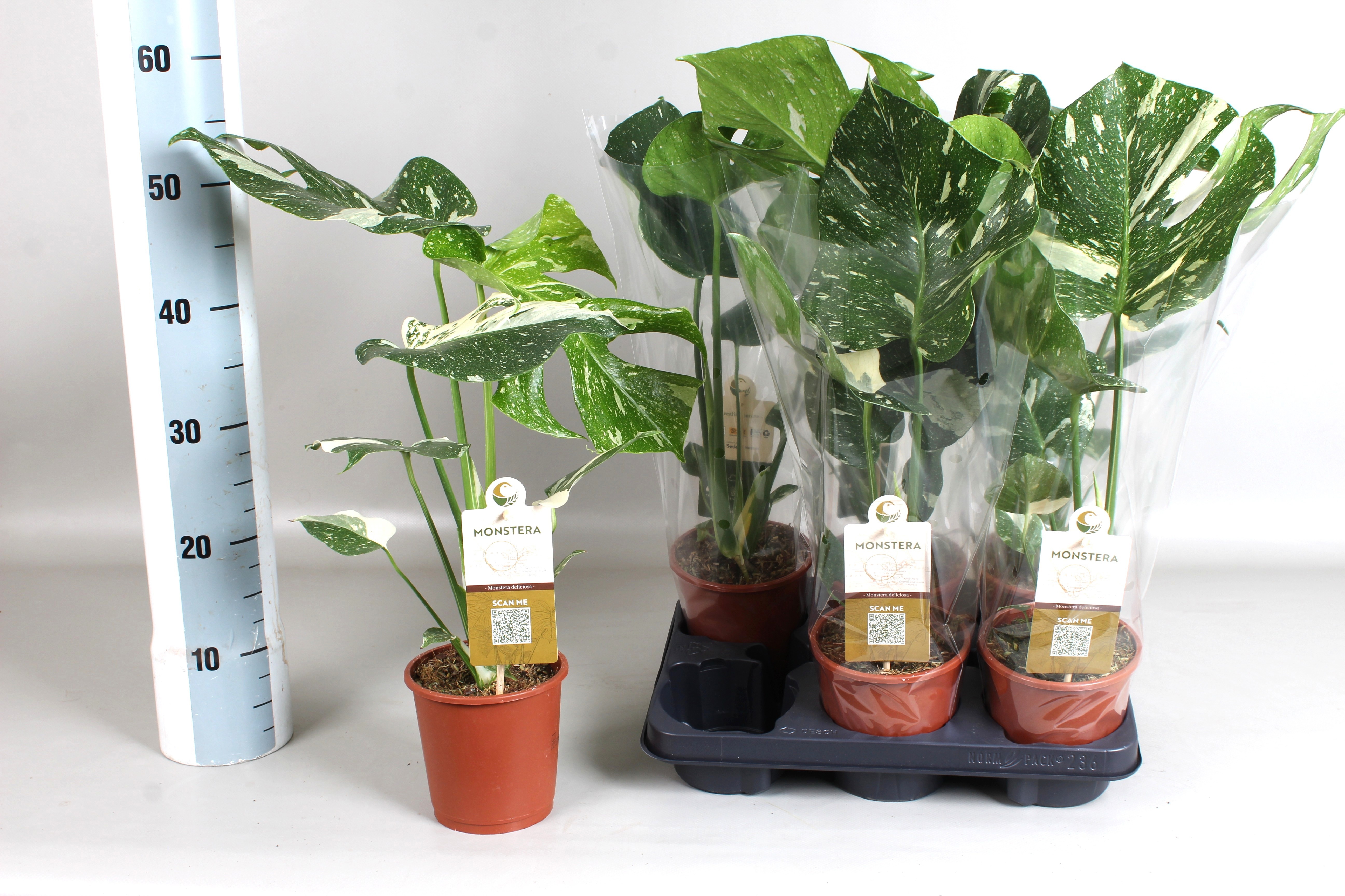 Monstera Deliciosa Thai Constellation 13Ø 50cm