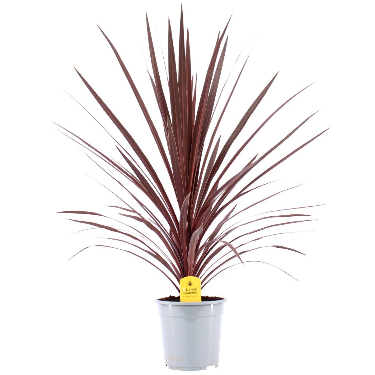 Picture of Cordyline Australis Red Star - 21cm