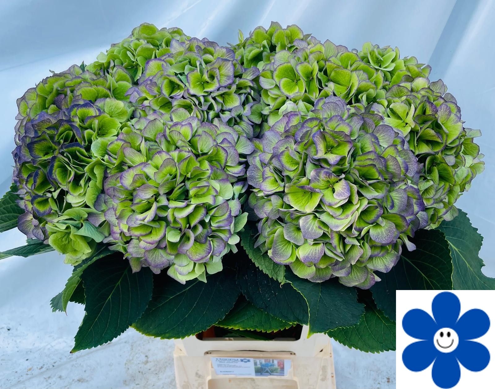 Hydrangea Verena Classic Blue 60cm 20Ø