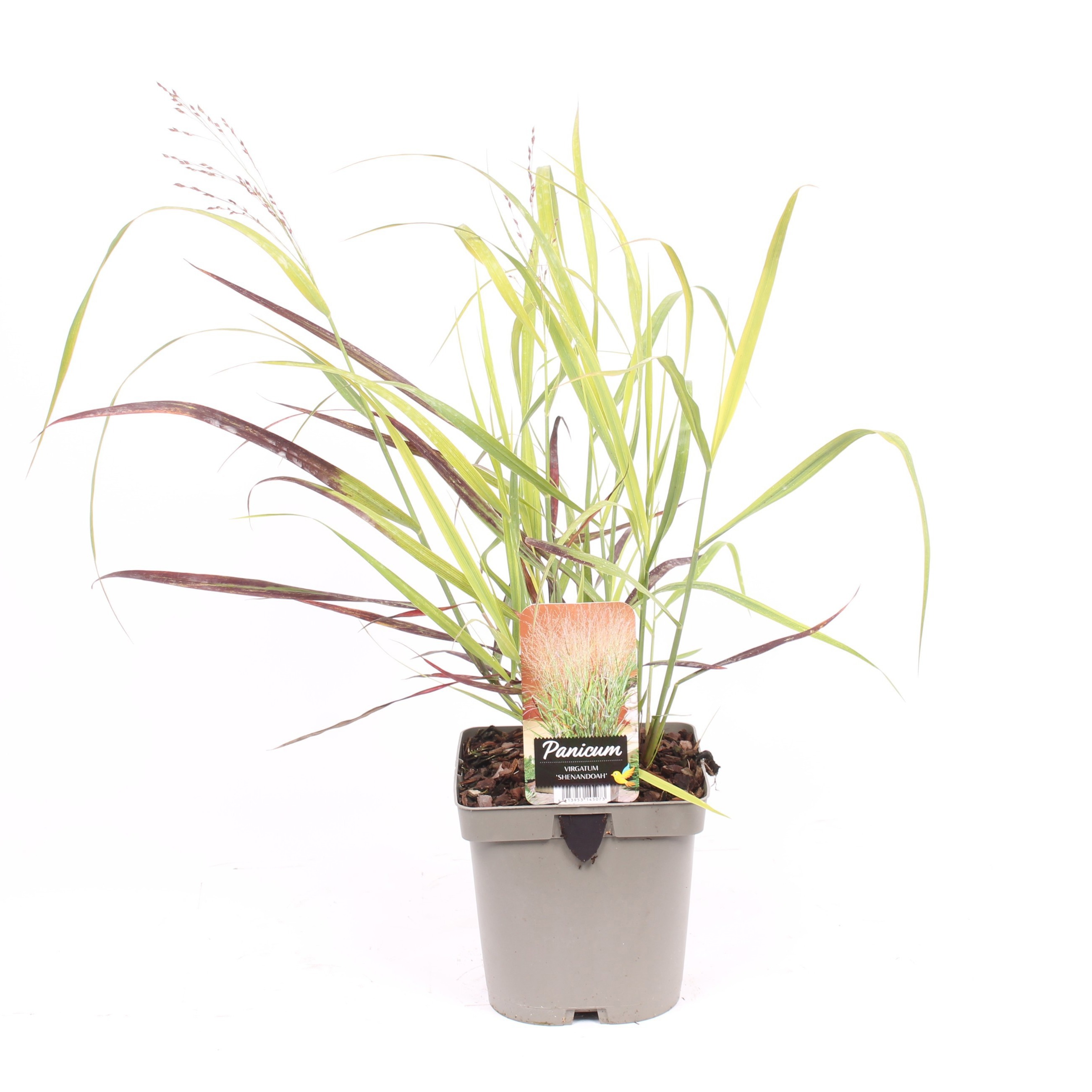 Panicum virgatum 'Shenandoah'