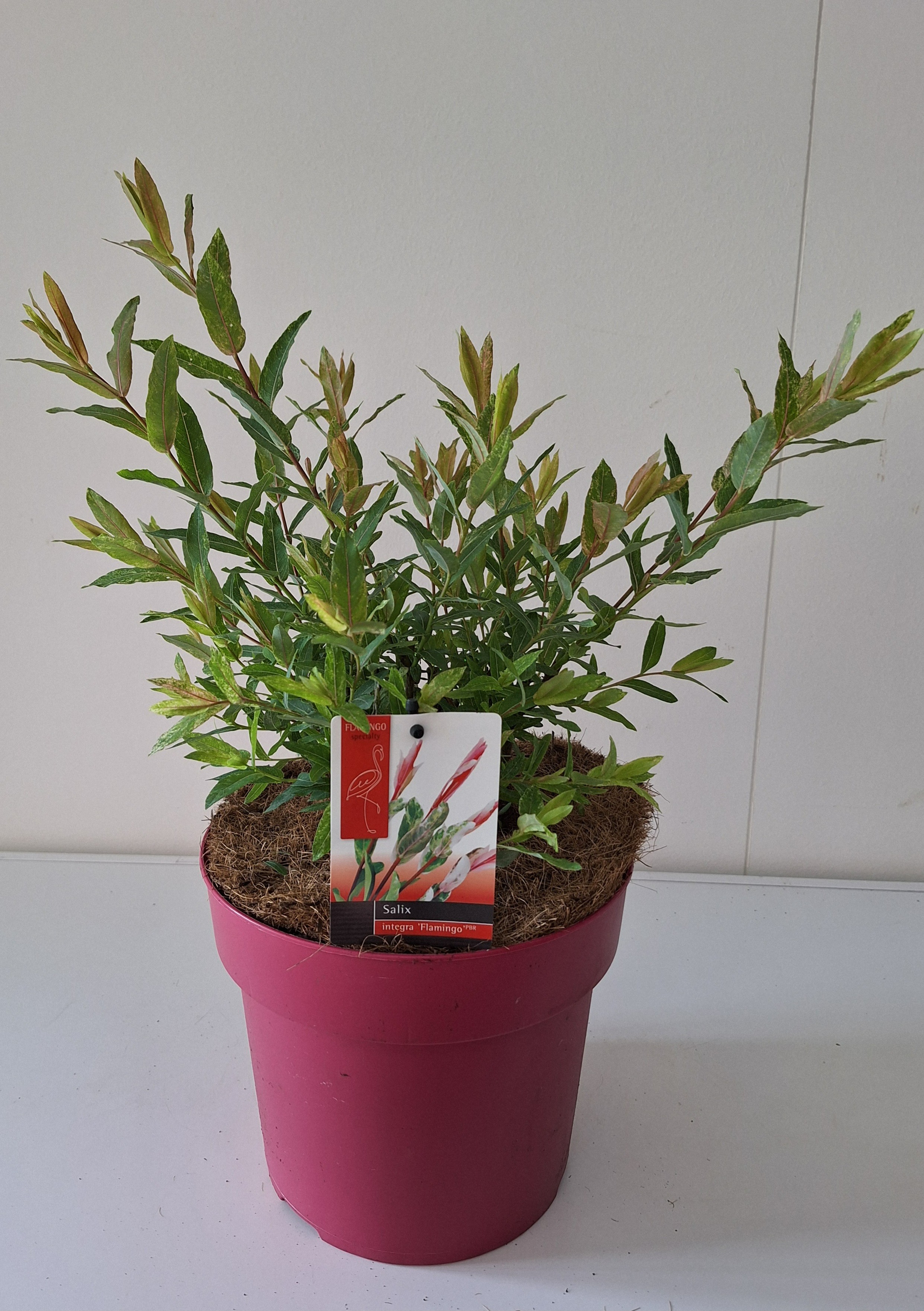 Picture of Salix Flamingo P19 (3 Ltr) PINK-POT (LOOSE)