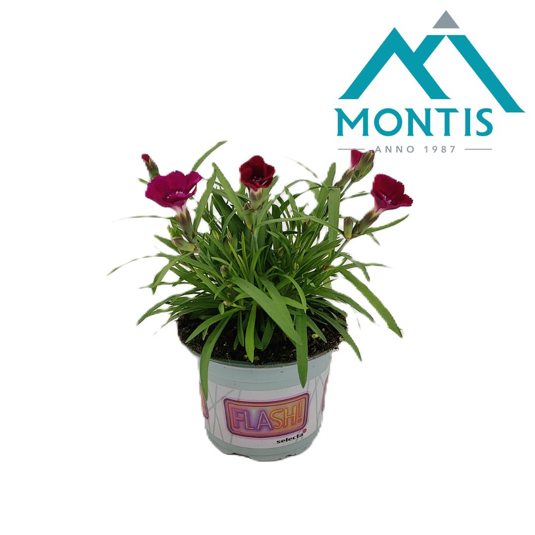 Picture of Dianthus Neon Love P10.5