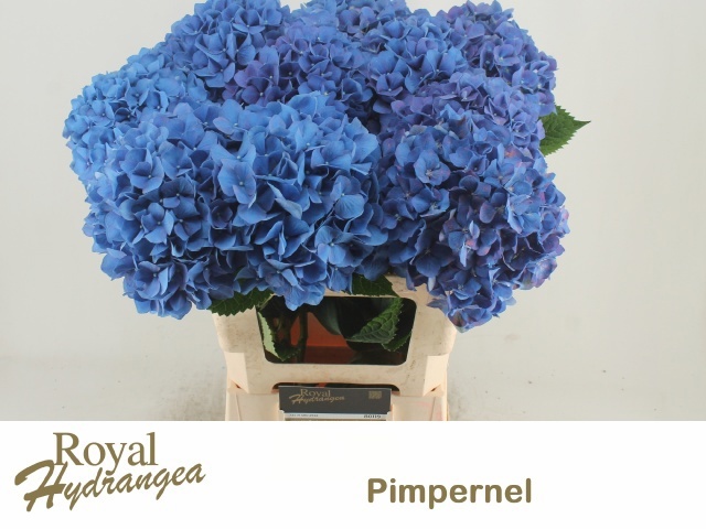 Hydrangea Pimpernel 60cm 18Ø