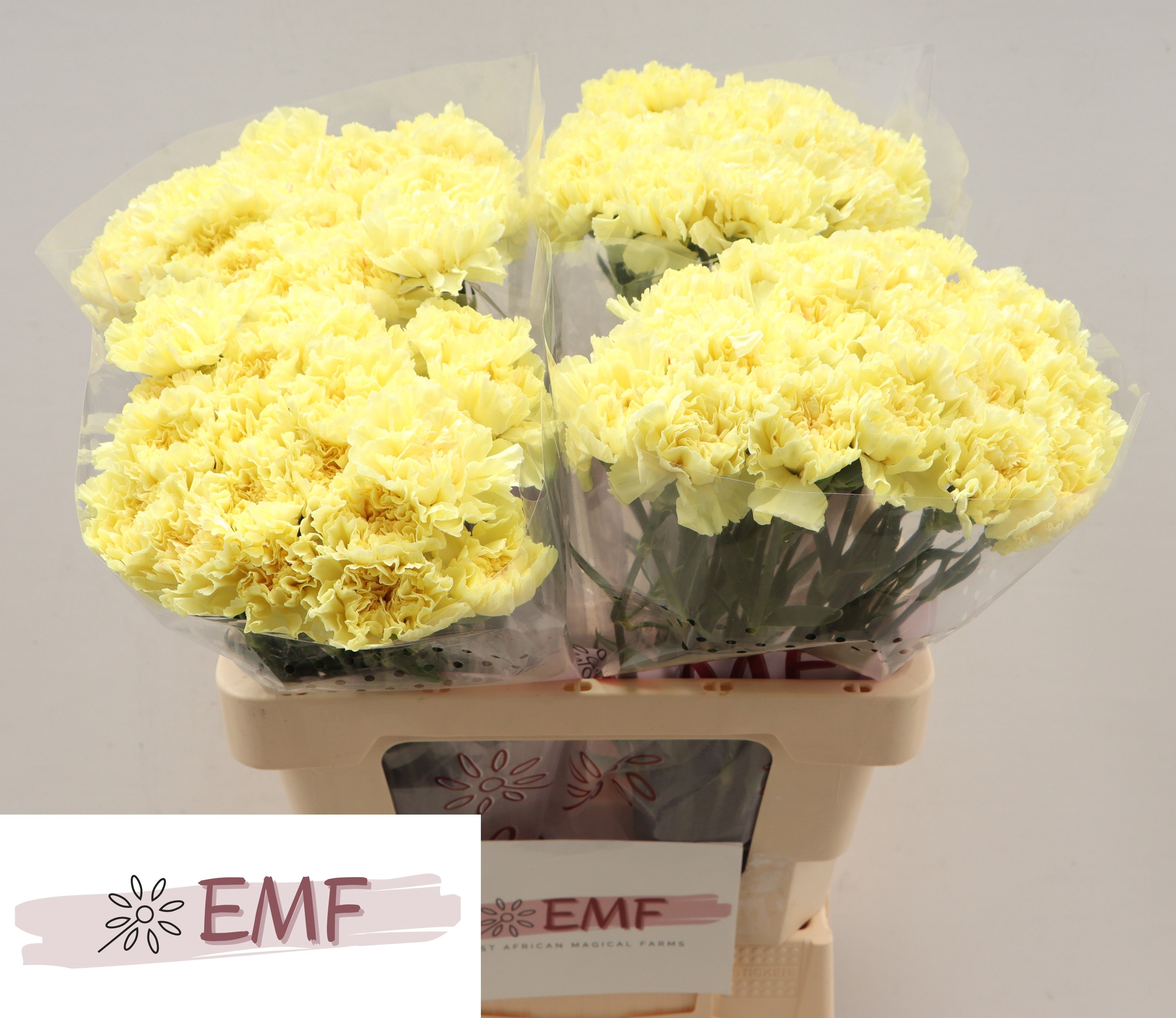 Dianthus Hermes 60cm