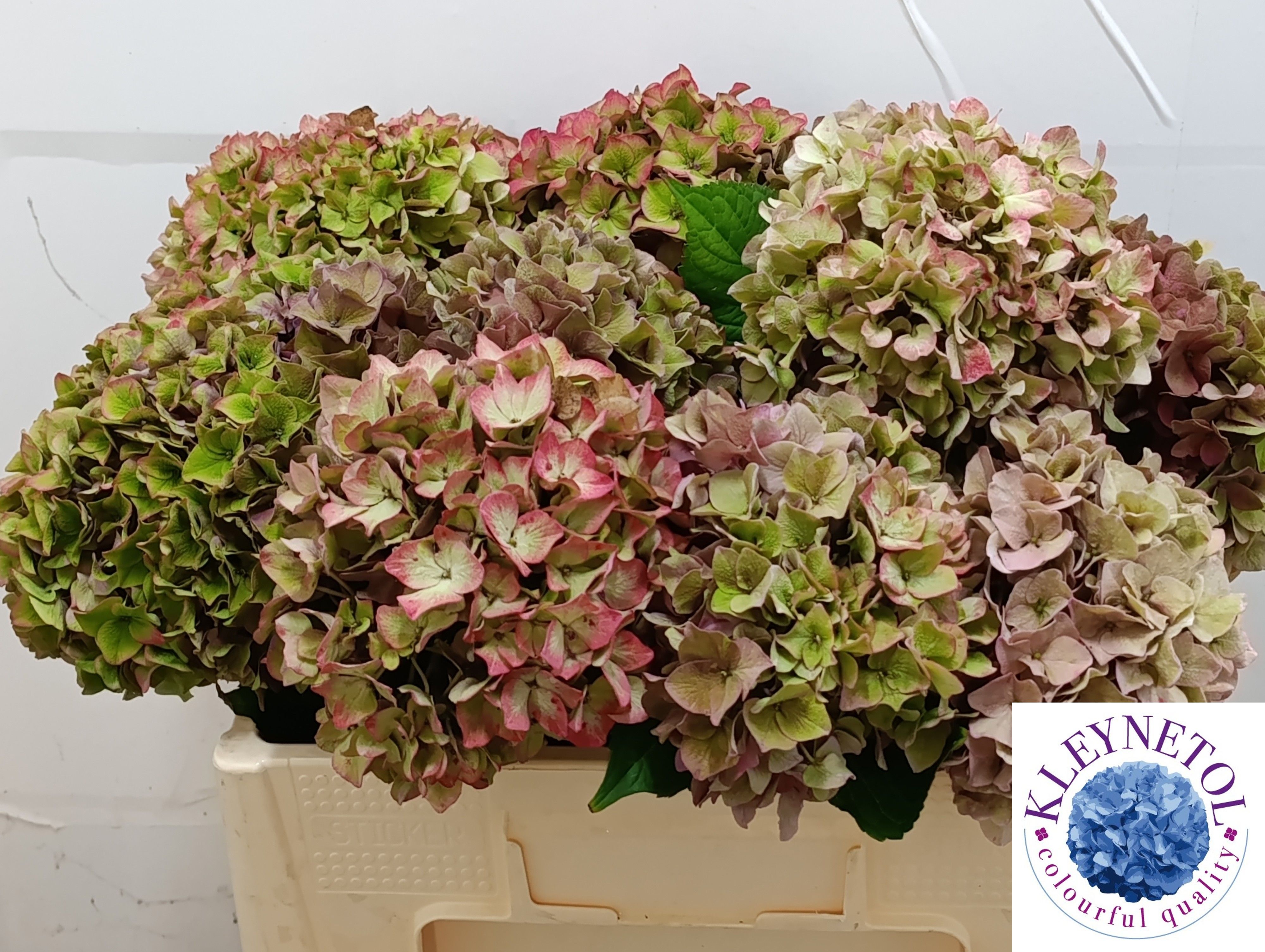 Hydrangea Rodeo Classic Pink 50cm 19Ø