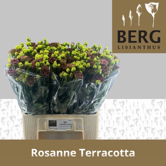 Lisianthus Double Rosan Terracota 60cm