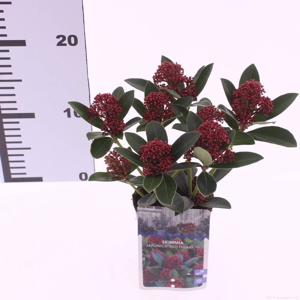 Picture of Skimmia jap. 'Red Dwarf'